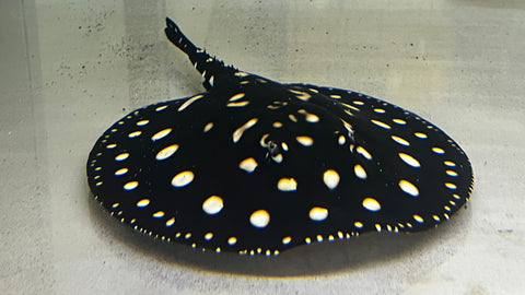 Black Diamond Stingray (Potamotrygon Leopoldi) - Male WYSIWYG