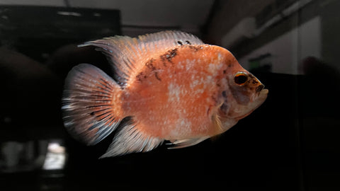 Shortbody Flowerhorn - WYSIWYG