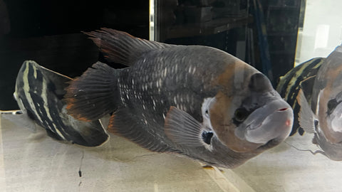 Red Tail Giant Gourami (Osphronemus laticlavius) - WYSIWYG (Cargo ONLY)