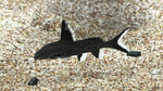 *RARE* Synodontis Granulosus - Tank Bred