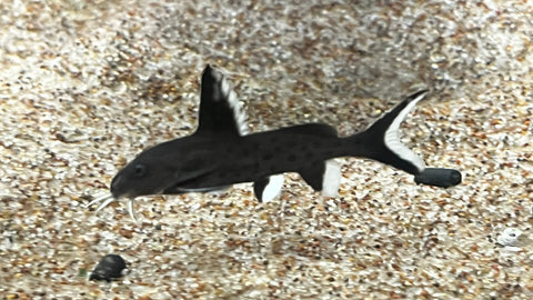 *RARE* Synodontis Granulosus - Tank Bred