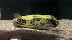 Mbu Puffer (Tetraodon mbu) - T108 WYSIWYG