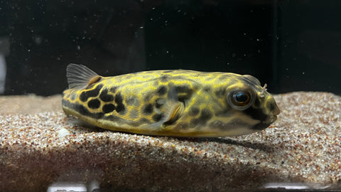 Mbu Puffer (Tetraodon mbu) - T108 WYSIWYG