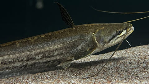 Wallago Catfish (Wallago attu)