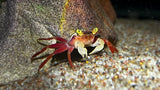 White Mandarin Vampire Crab (Geosesarma pontianak)