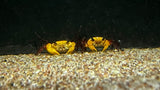 Tricolor Crab (Lepidothelphusa menneri)