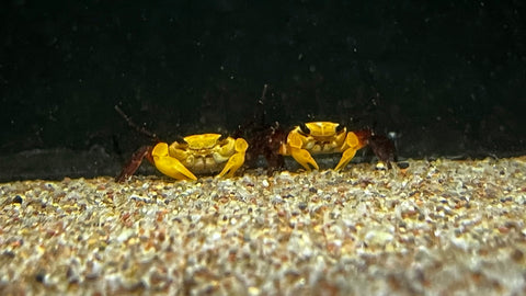 Tricolor Crab (Lepidothelphusa menneri)