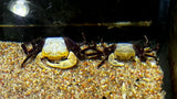 Panda Crab (Lepidothelphusa padawan)