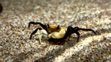 Panda Crab (Lepidothelphusa padawan)