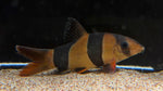 Clown Loach (Chromobotia macracantha) - Medium