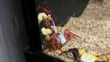 White Mandarin Vampire Crab (Geosesarma pontianak)