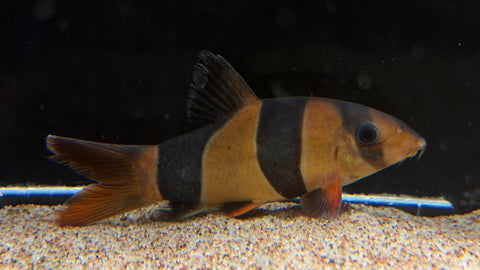 Clown Loach (Chromobotia macracantha) - Medium
