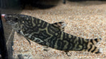 Yoyo Loach (Botia almorhae)