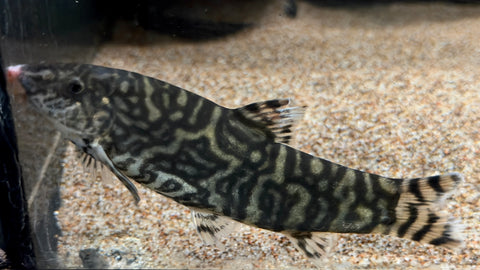 Yoyo Loach (Botia almorhae)