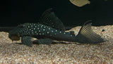 L-128 Blue Phantom Pleco (Hemiancistrus sp.)