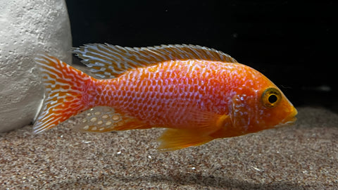 Dragon Blood Peacock (Aulonocara sp.) - T137 WYSIWYG