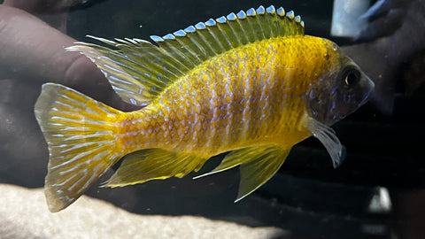 Sunshine / Benga Peacock (Auloncara baenschi) - T137 WYSIWYG