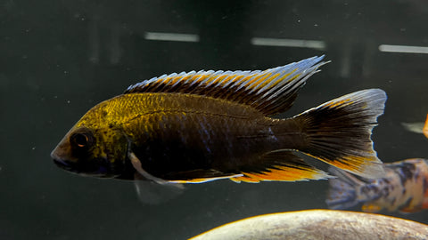 Aulonocara jacobfreibergi - T137 WYSIWYG