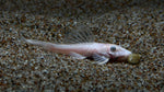 Shortfin Snow White Bristlenose Pleco (Ancistrus sp.)