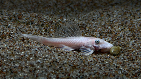 Shortfin Snow White Bristlenose Pleco (Ancistrus sp.)