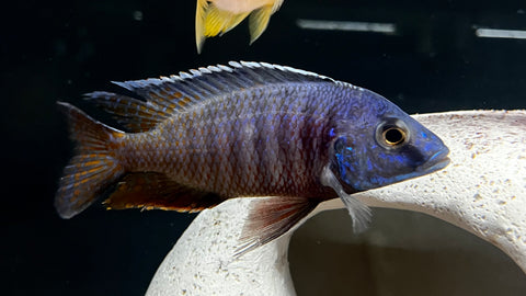Red Shoulder Peacock Cichlid (Aulonocara sp.) - T137 WYSIWYG