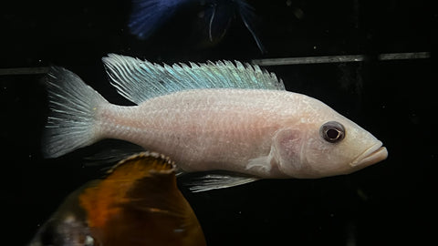 White Fryeri (Sciaenochromis fryeri) - T138 WYSIWYG