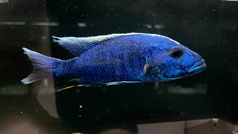 Blue Fryeri (Sciaenochromis fryeri) - T138 WYSIWYG