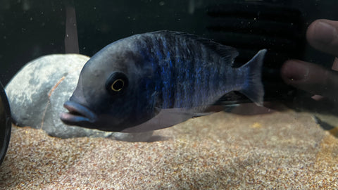 Malawi Blue Dolphin (Cyrtocara moorii) - T138 WYSIWYG