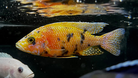 Orange OB Peacock Cichlid (Aulonocara sp.) - T140 WYSIWYG