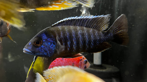 Red Shoulder Peacock Cichlid Hybrid  (Aulonocara sp.) - T138 WYSIWYG