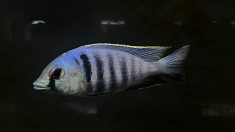 Deep Water Hap (Placidochromis electra) - T139