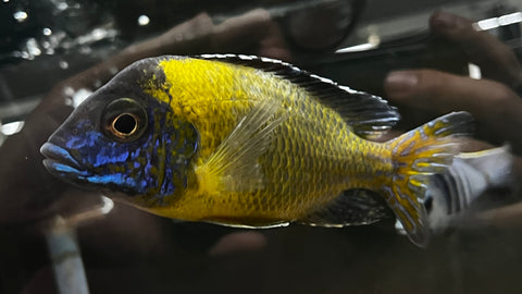 Flavescent Peacock (Aulonocara stuartgranti) - T139 WYSIWYG