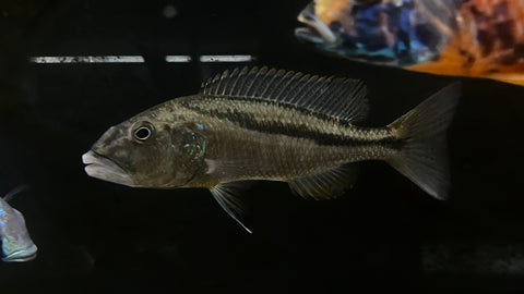 Malawi Hawk (Aristochromis christyi) - T139 WYSIWYG