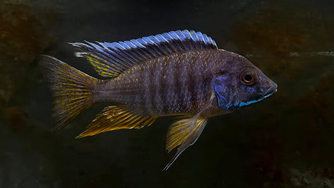 Mbenji Peacock (Aulonocara koningsi) -T139 WYSIWYG