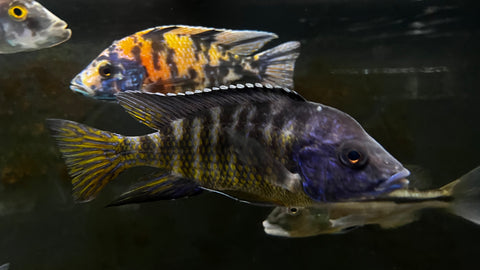 Assorted Peacock Cichlid - T139 WYSIWYG