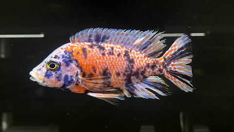 Pink OB Peacock Cichlid (Aulonocara sp.) - T140 WYSIWYG