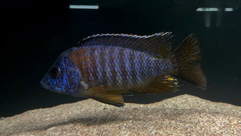 Blue Dragonblood Peacock (Aulonocara sp.) - T140 WYSIWYG