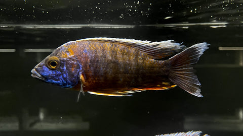 Red Shoulder Peacock Cichlid Hybrid  (Aulonocara sp.) - T140 WYSIWYG