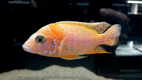 Dragon Blood Peacock (Aulonocara sp.) - T140 WYSIWYG