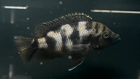 VC-10 Hap (Placidochromis milomo) - T141 WYSIWYG