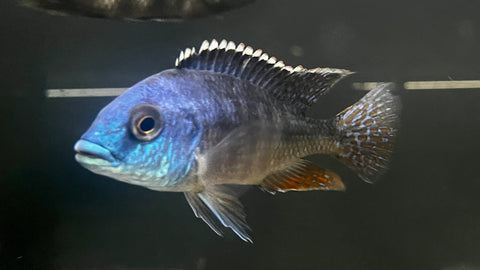Red Empress Cichlid (Protomelas similis) - T141 WYSIWYG