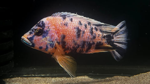 Pink Dragon Blood OB Peacock Cichlid (Aulonocara sp.) - T141 WYSIWYG