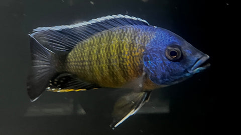 Ngara Peacock Hybrid (Aulonocara sp.) - T141 WYSIWYG