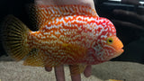 Golden Base Kamfa Flowerhorn - T145 WYSIWYG