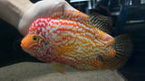 Golden Base Kamfa Flowerhorn - T145 WYSIWYG