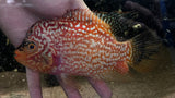 Golden Base Kamfa Flowerhorn - T146 WYSIWYG