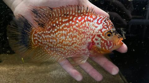 Golden Base Kamfa Flowerhorn - T146 WYSIWYG