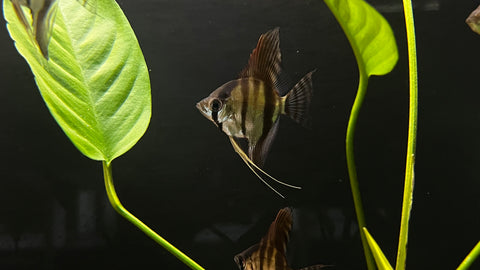 Silver Angelfish Hybrid (Scalare sp.)