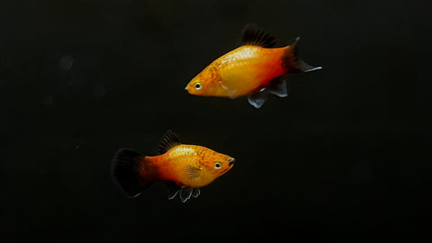 German Flag Platy (Xiphophorus sp.)