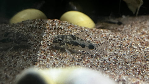 Salt and Pepper Cory (Corydora habrosus)